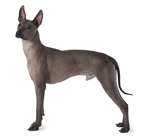 Mexican hairless deals